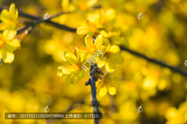 迎春花