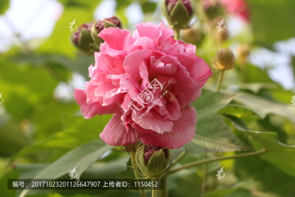 木芙蓉