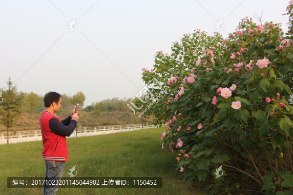 木芙蓉