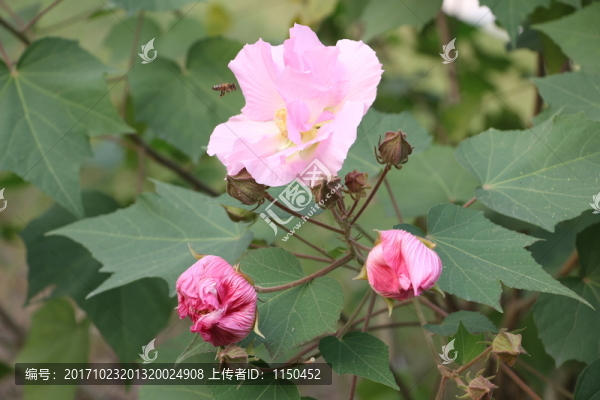 木芙蓉