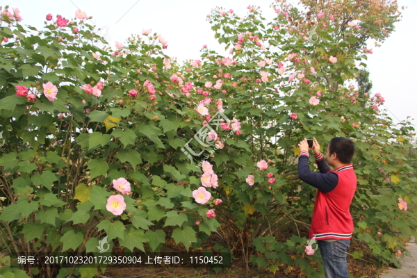 木芙蓉