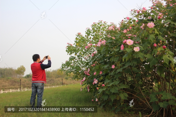 木芙蓉