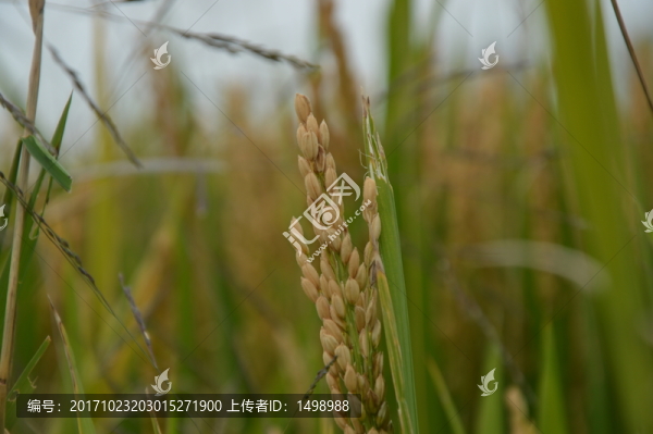 稻穗