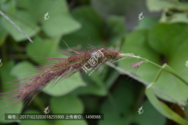 野草