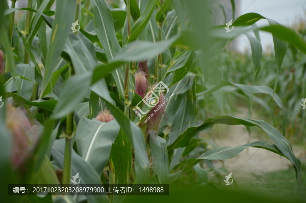 玉米田