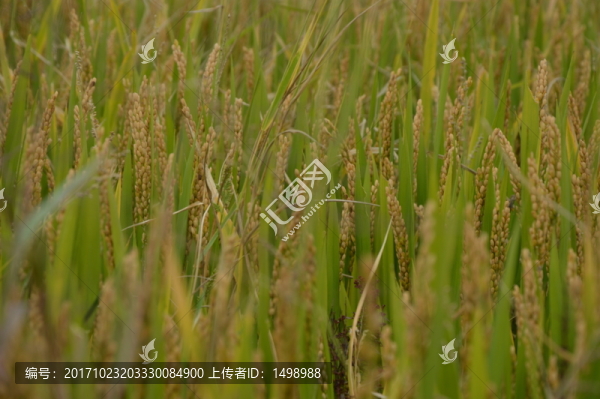 稻田