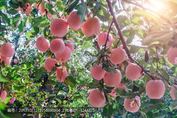 紅蘋果