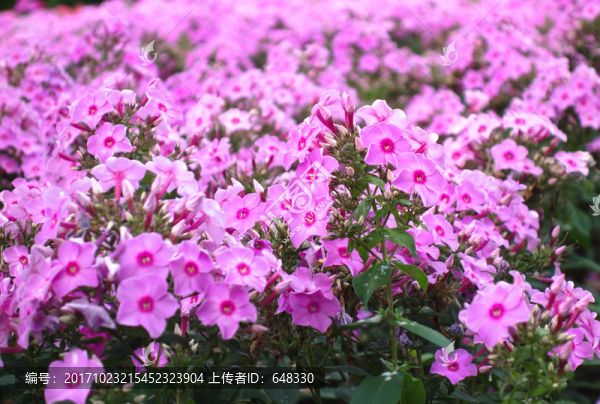 櫻麒麟