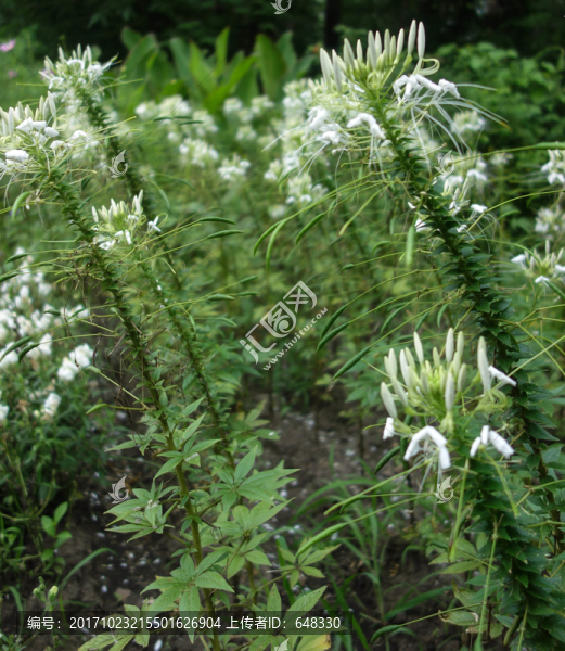 醉蝶花