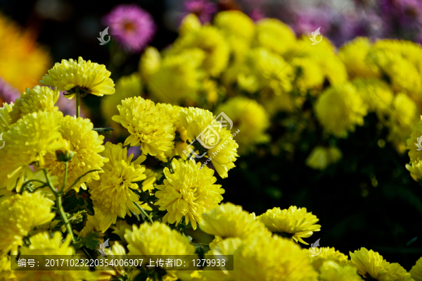 菊花