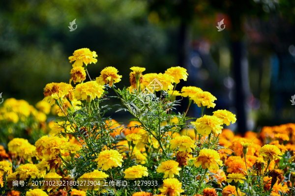 菊花