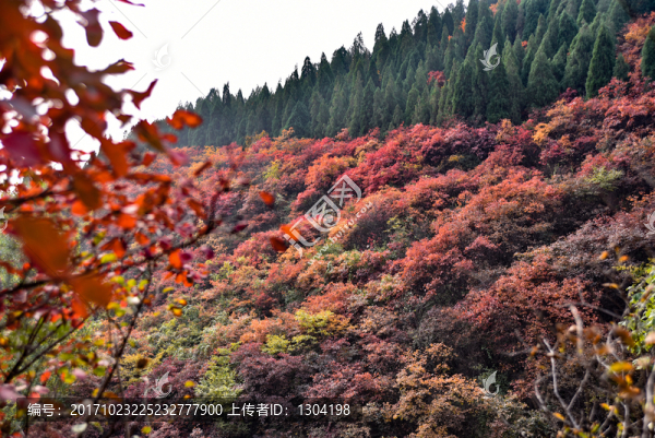紅葉