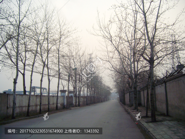 冬日道路,,枯枝