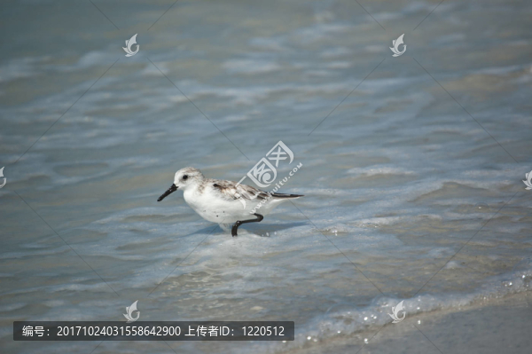 鳥