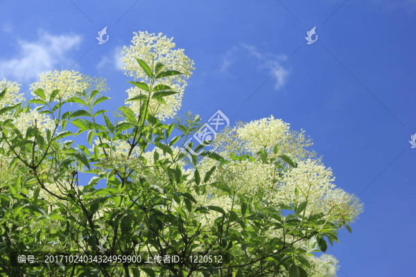 藍色