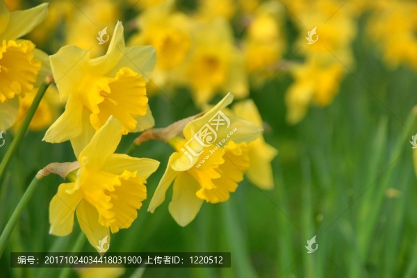 花卉