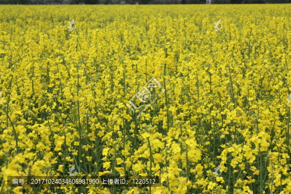 油菜子