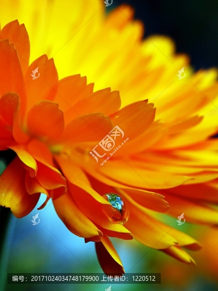 開(kāi)花