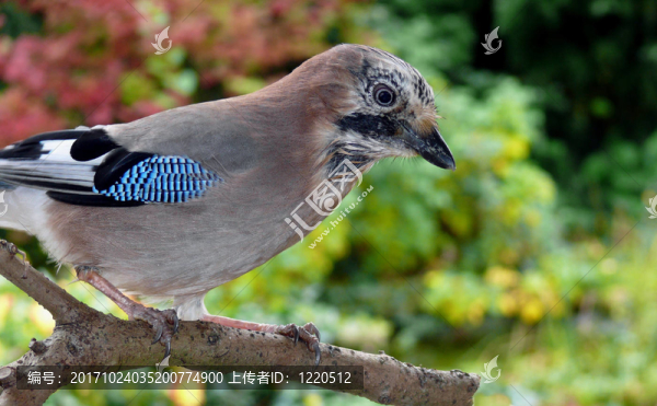 藍(lán)鳥