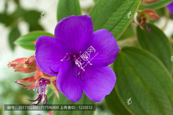 花卉