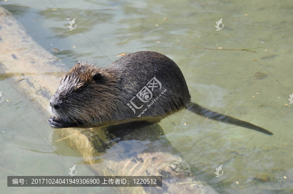 鼠