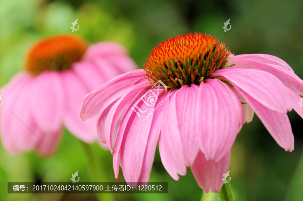 花卉
