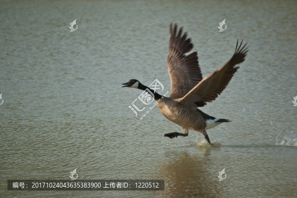 鳥(niǎo)
