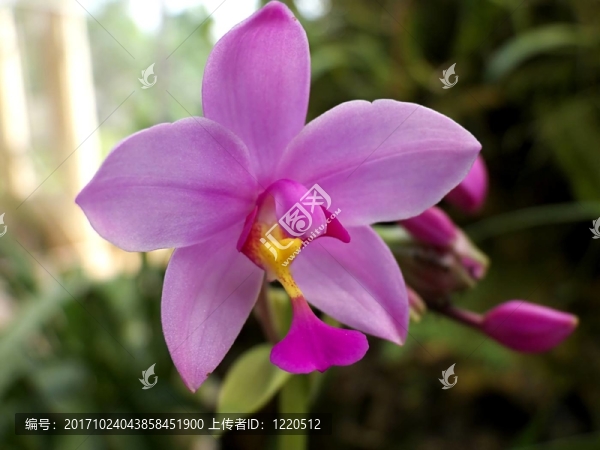 紫色的蘭花