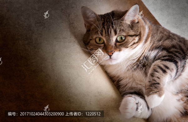 肥貓