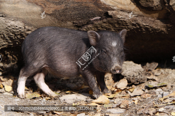 minischwein
