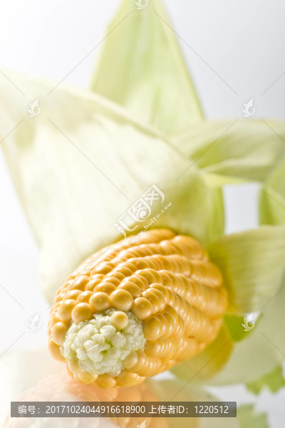 玉米芯