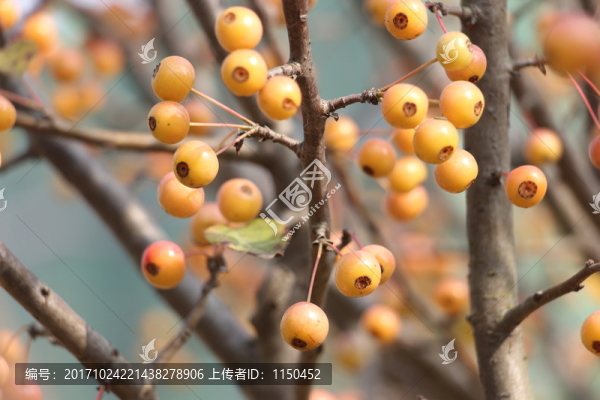 霜降秋色也美麗
