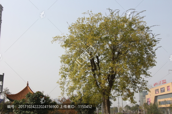 霜降秋色也美麗