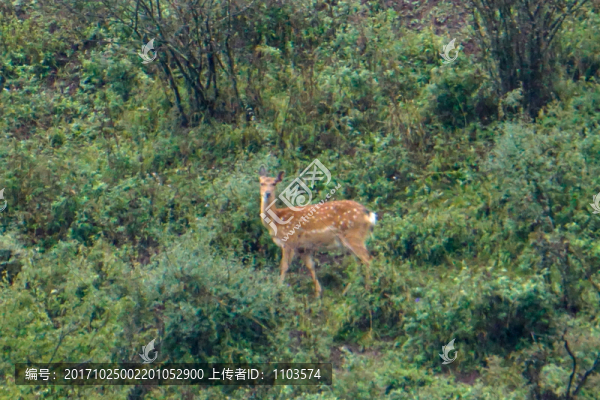 野生梅花鹿,（1）