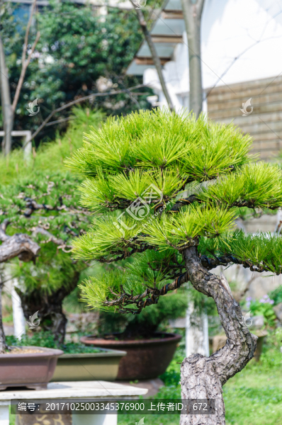 樹(shù)樁盆景