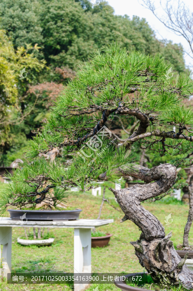 樹樁盆景