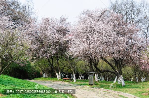 紫葉李花