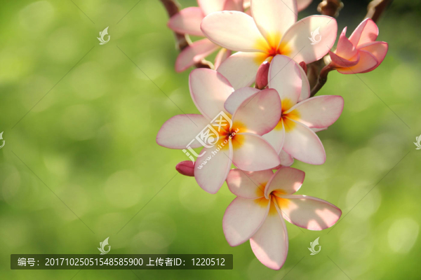 花園