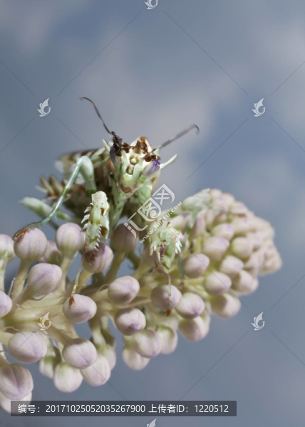 pseudocreobotrawahlbergii，花螳螂