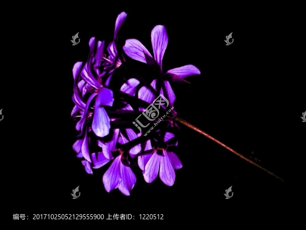 花卉