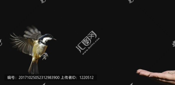 煤山雀我