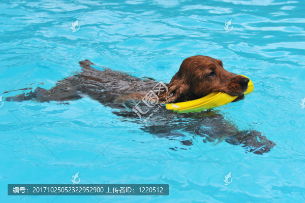 寵物狗
