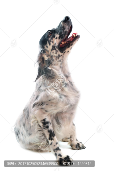 狗