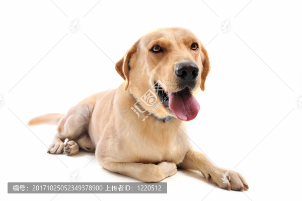 狗