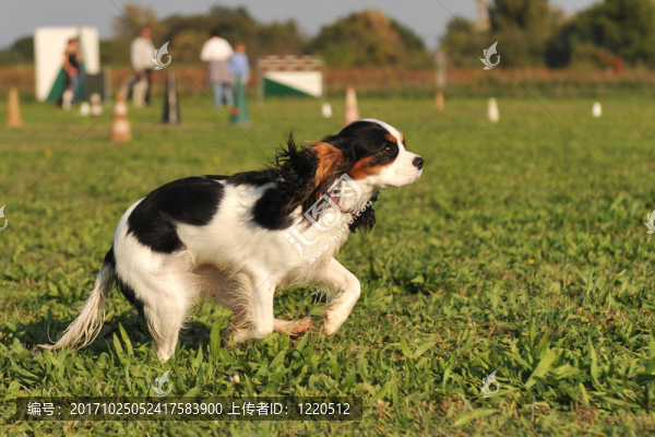 狗