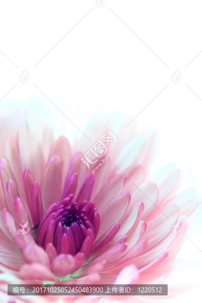 花宏