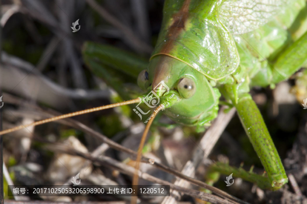 綠色干草Tettigonia,viridissima