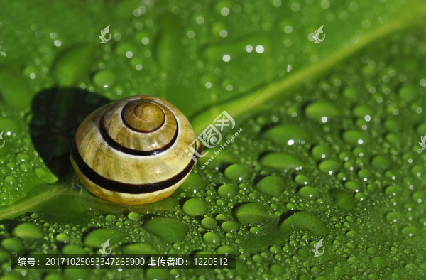 雨滴