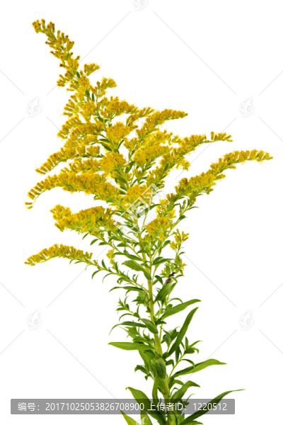 花卉
