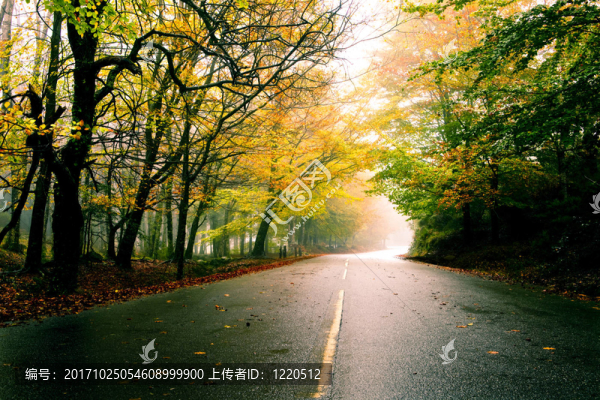 美麗的